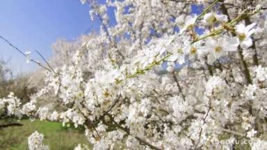 樱花树在春天开花，果园垂直拍多利